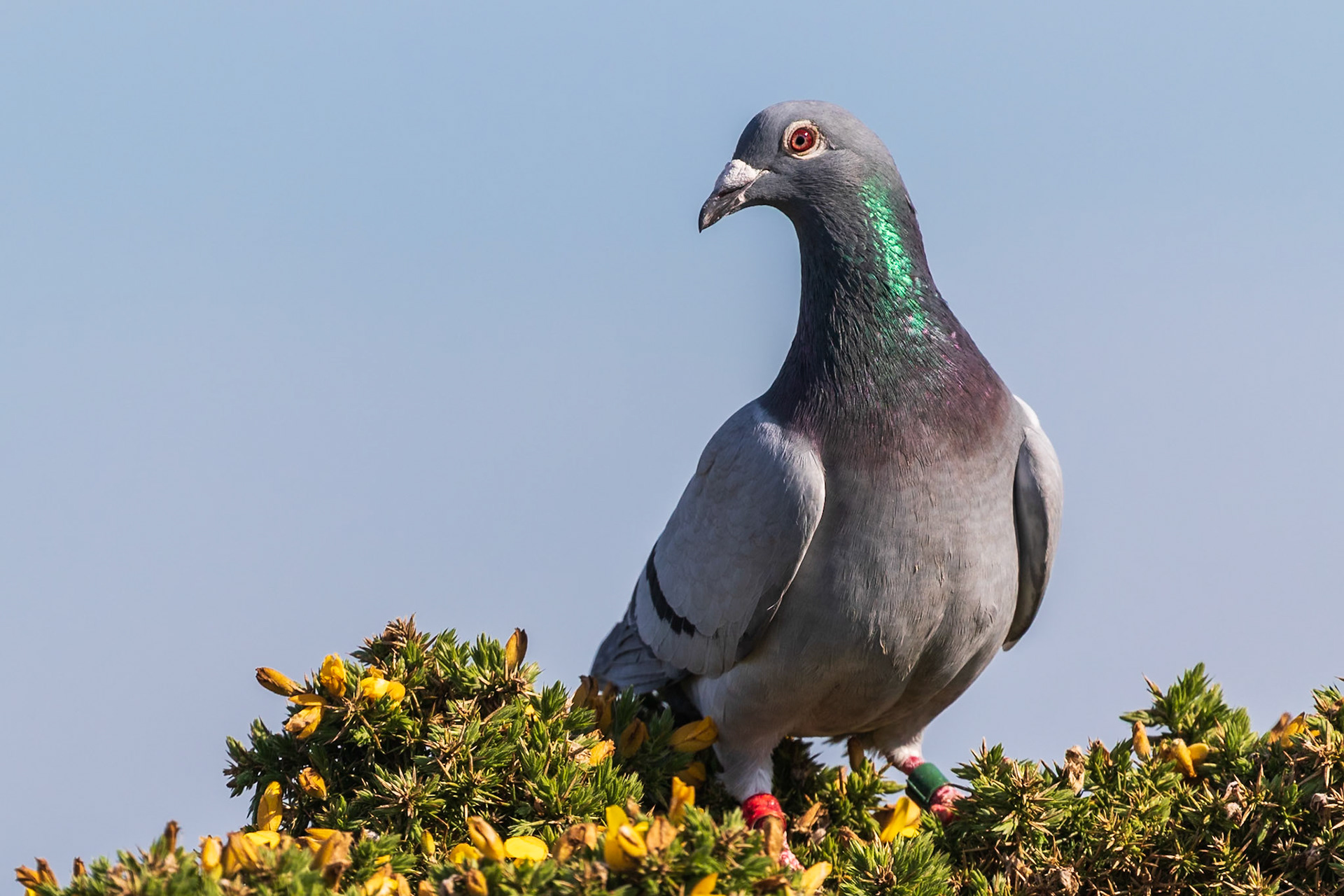 Bempton Cliffs, United Kingdom