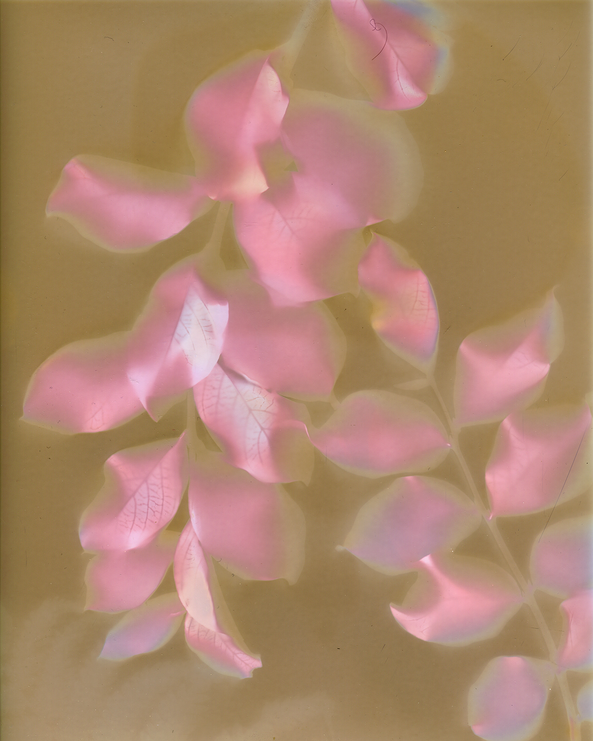 Crepe Myrtle Lumen