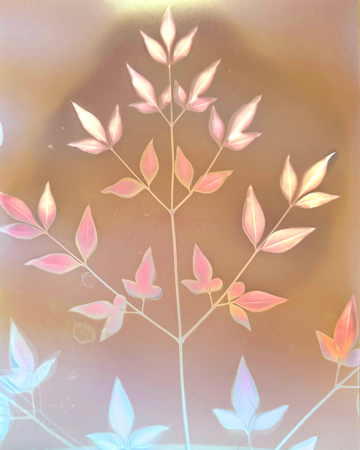 Nandina Lumen
