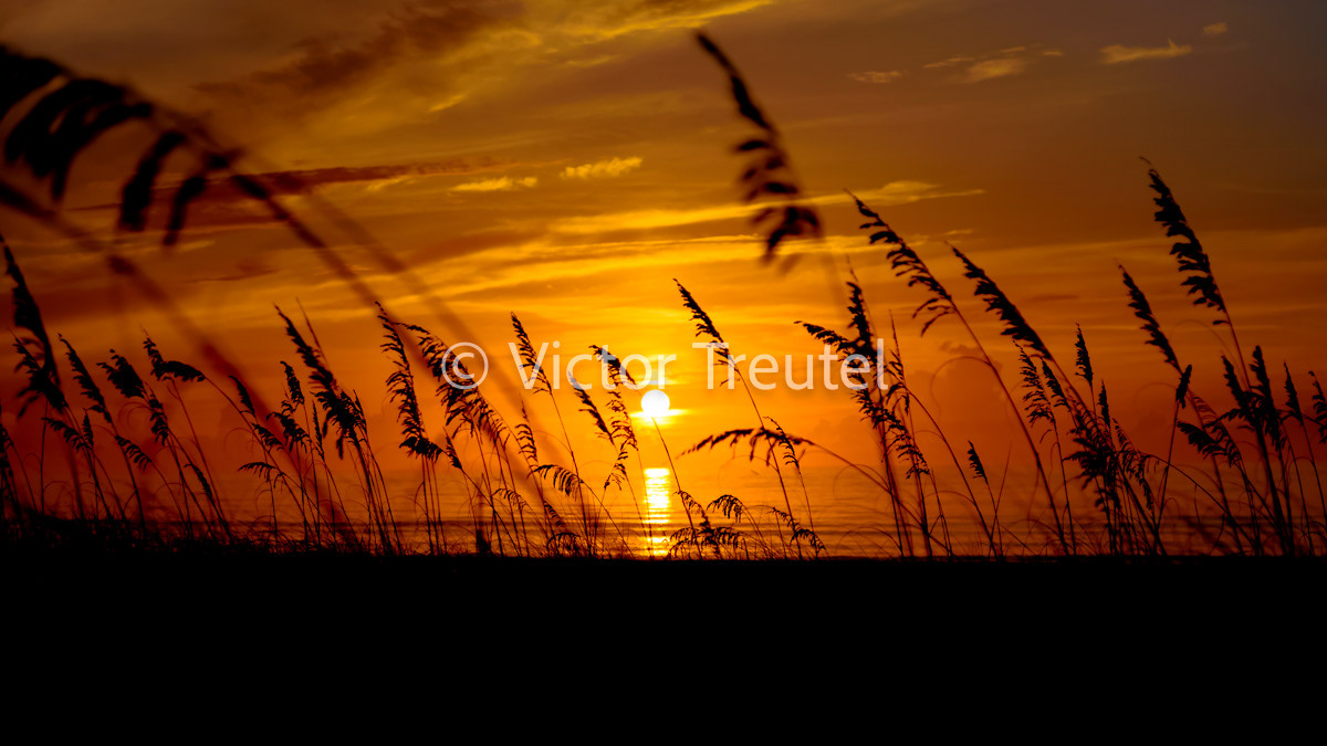 Sea Oat Sunrise