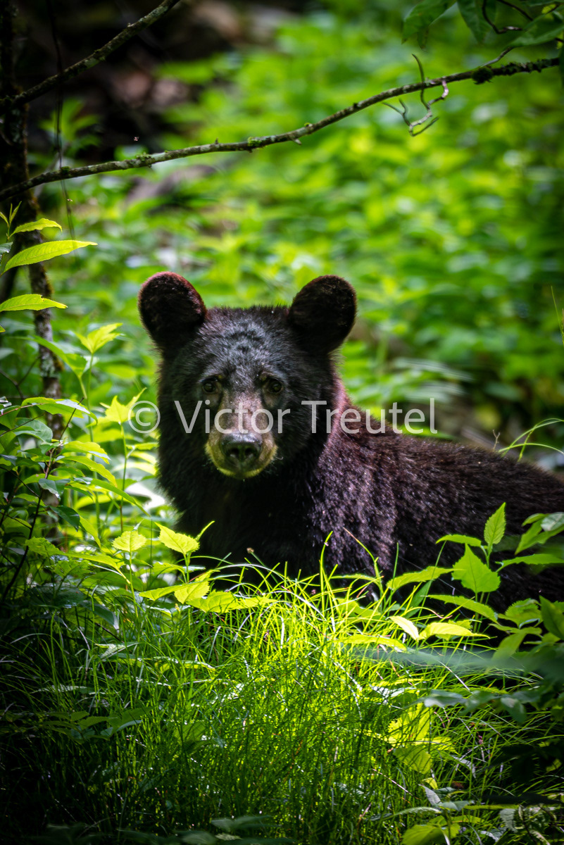 Juvenile Bear 2