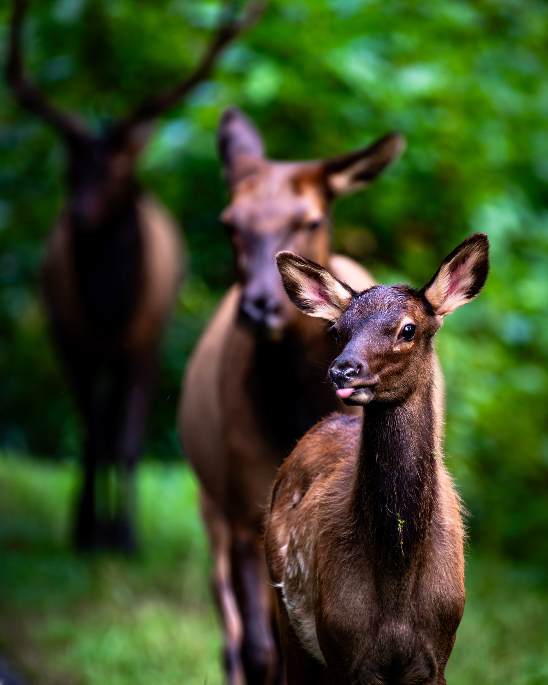 Elk Family