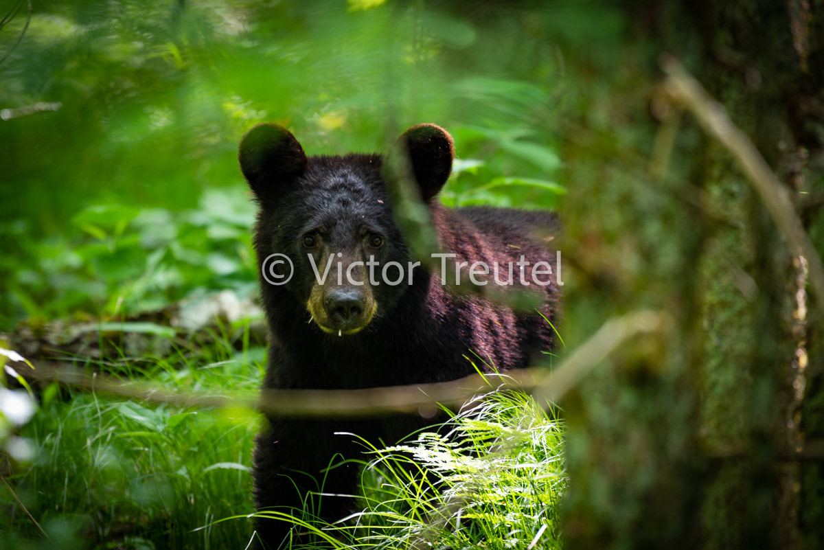 Juvenile Bear