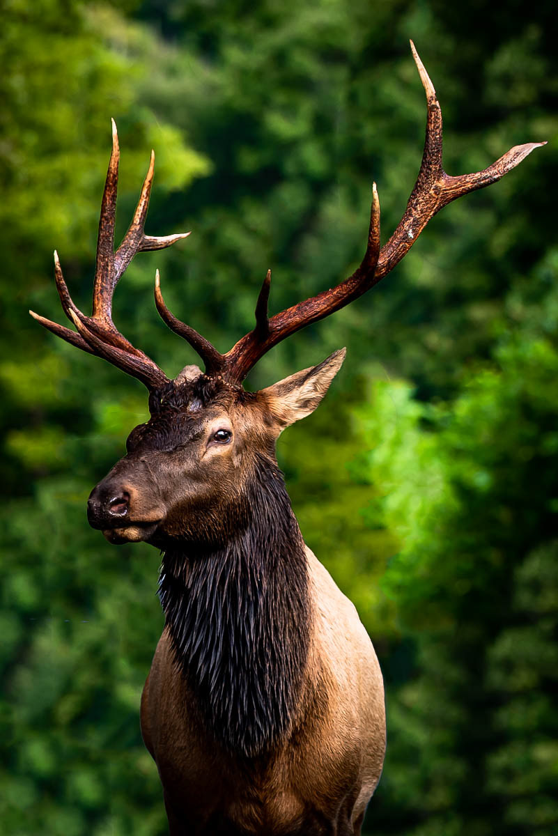 Bull Elk
