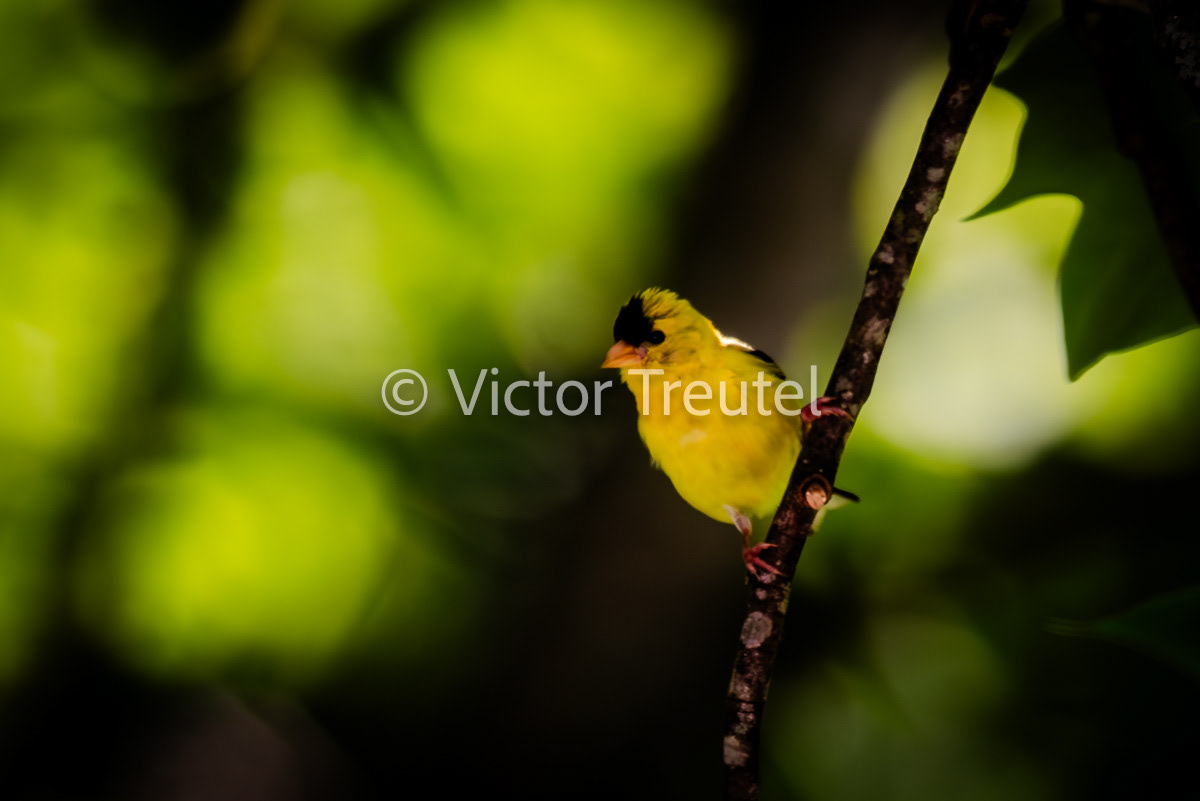 Golden Finch