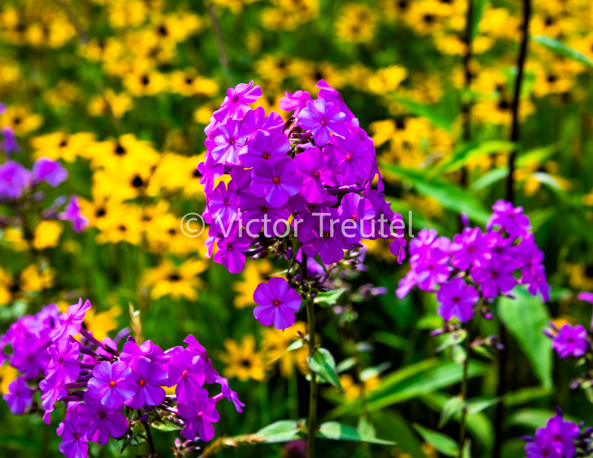 Flowers of Wayah Bald 2