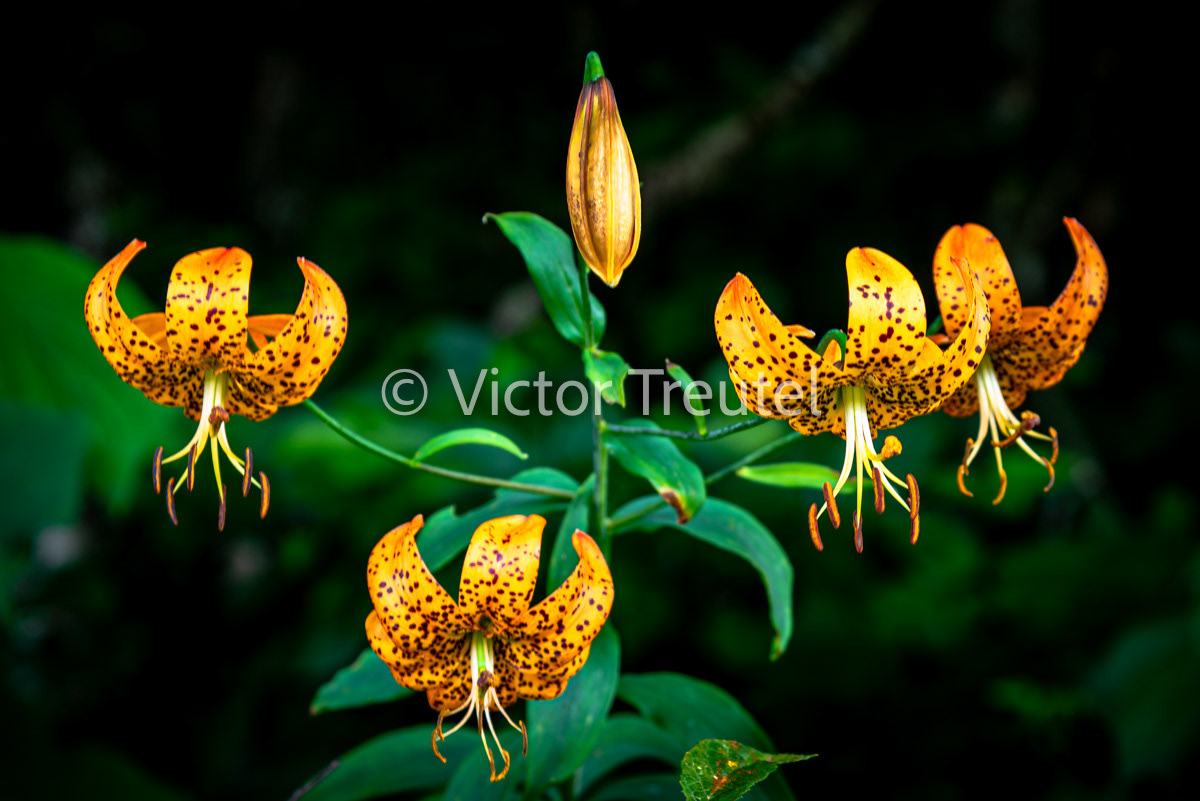 Tiger Lillys