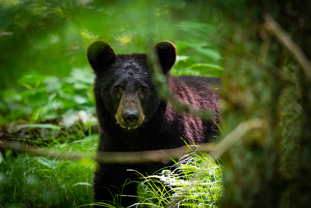 Black Bear