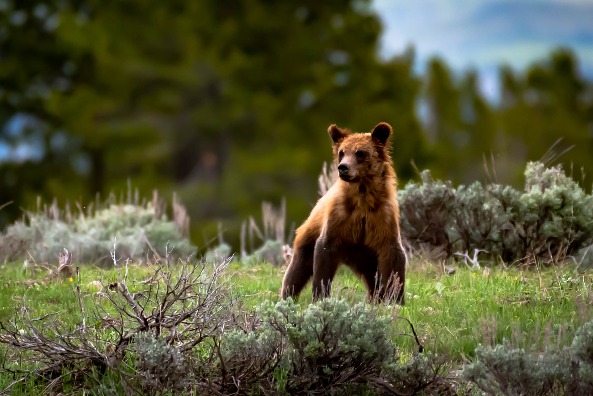 Grizzly Cub