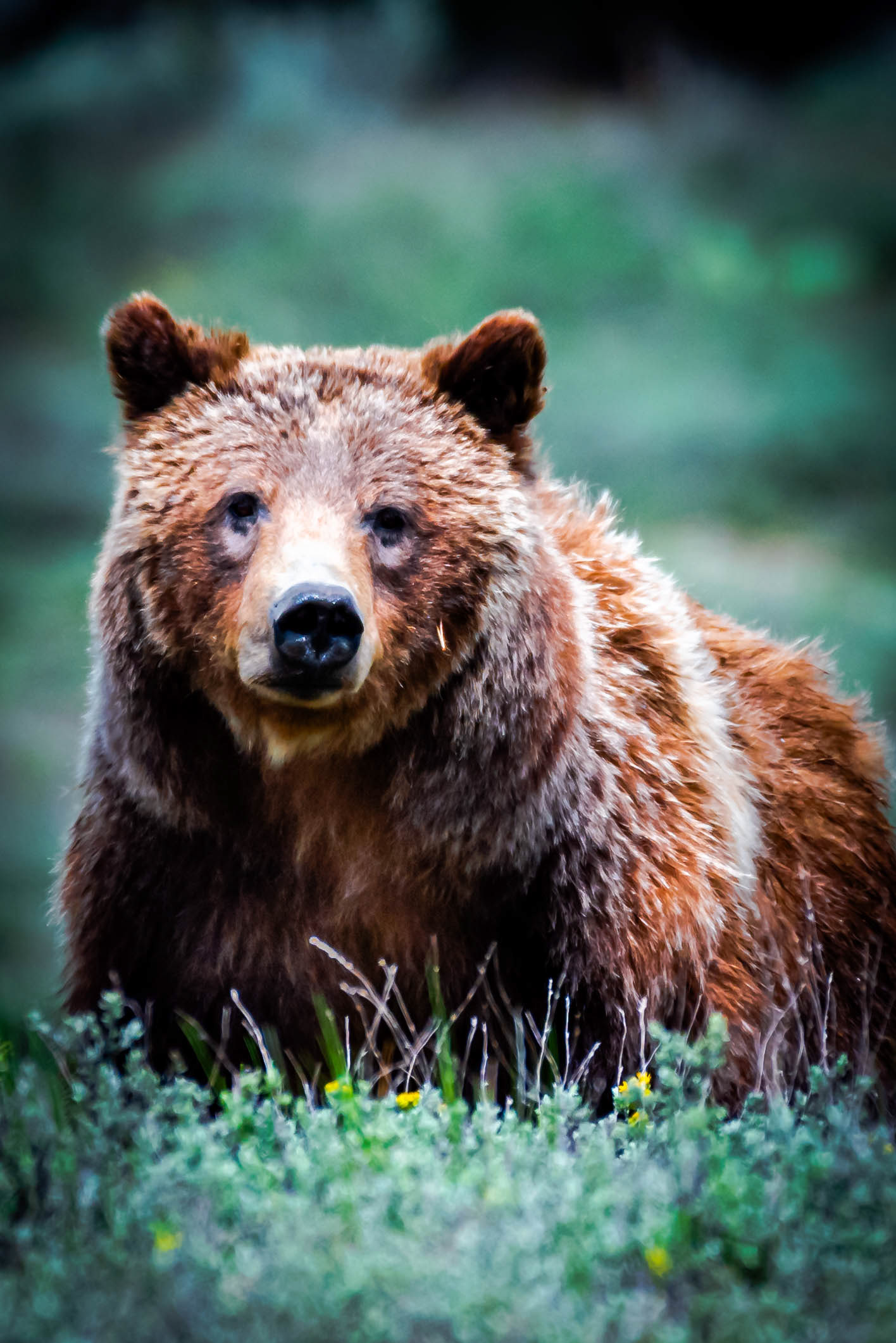Grizzly 399