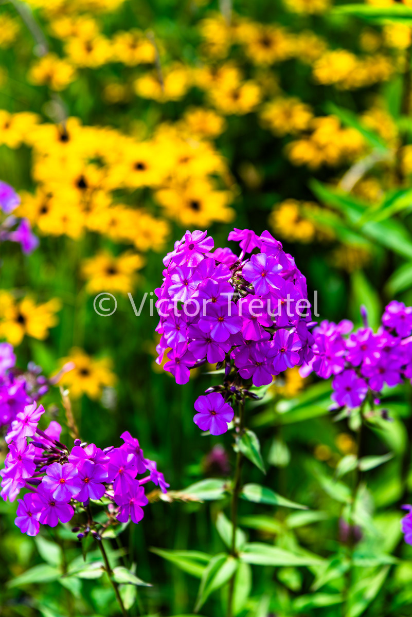 Flowers of Wayah Bald