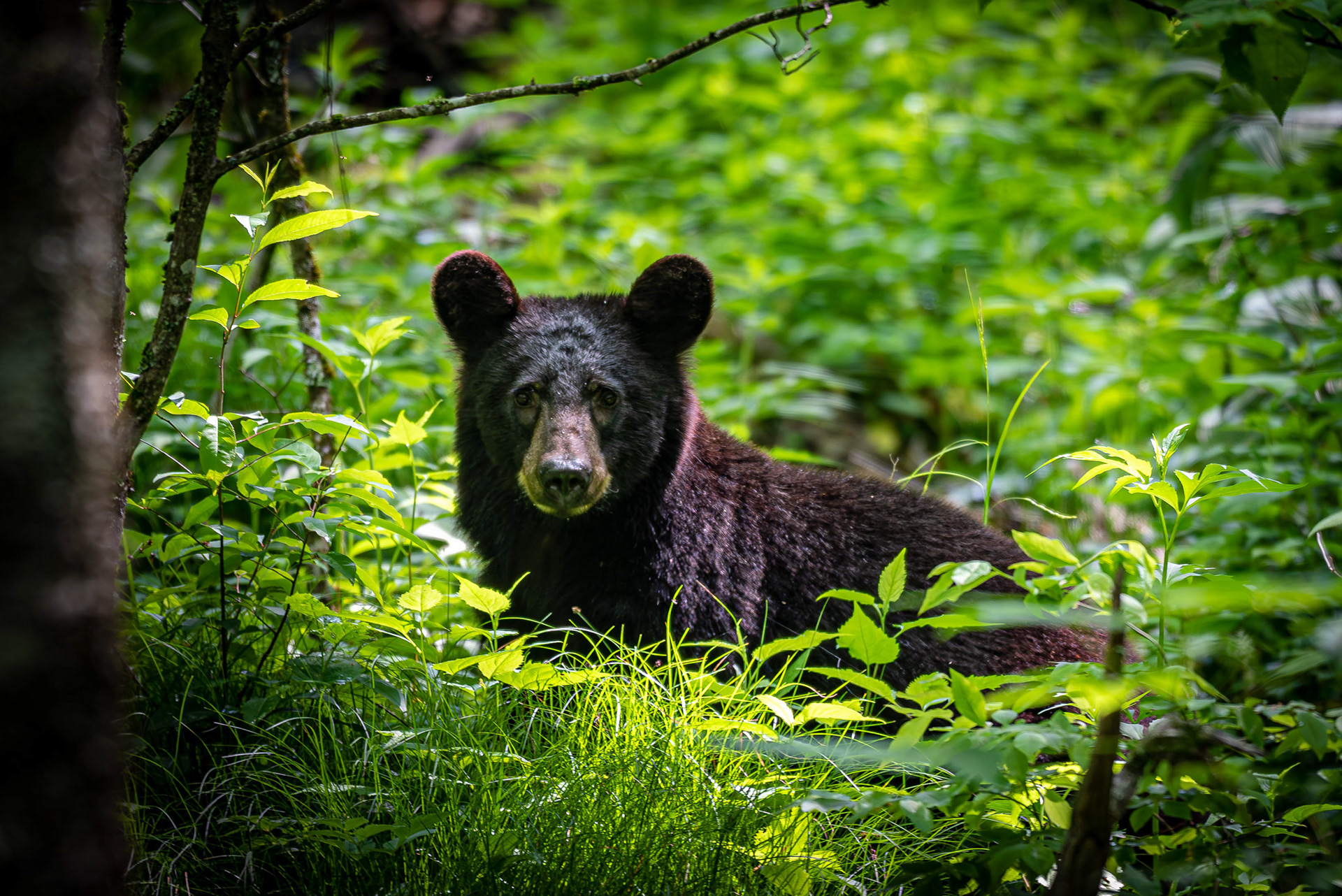 Juvenile Black Bear