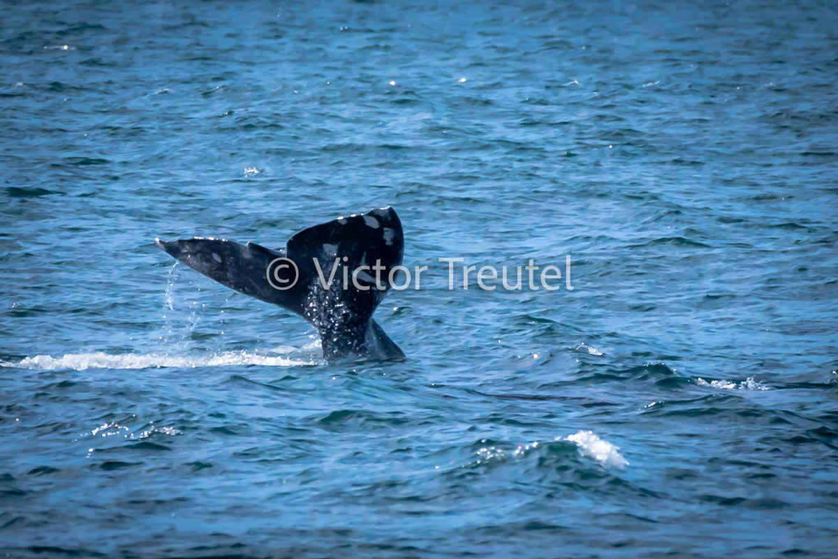 Grey Whale Tail