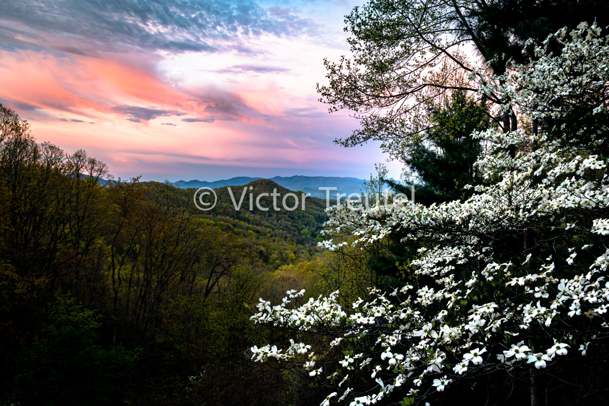 When the Dogwoods Bloom
