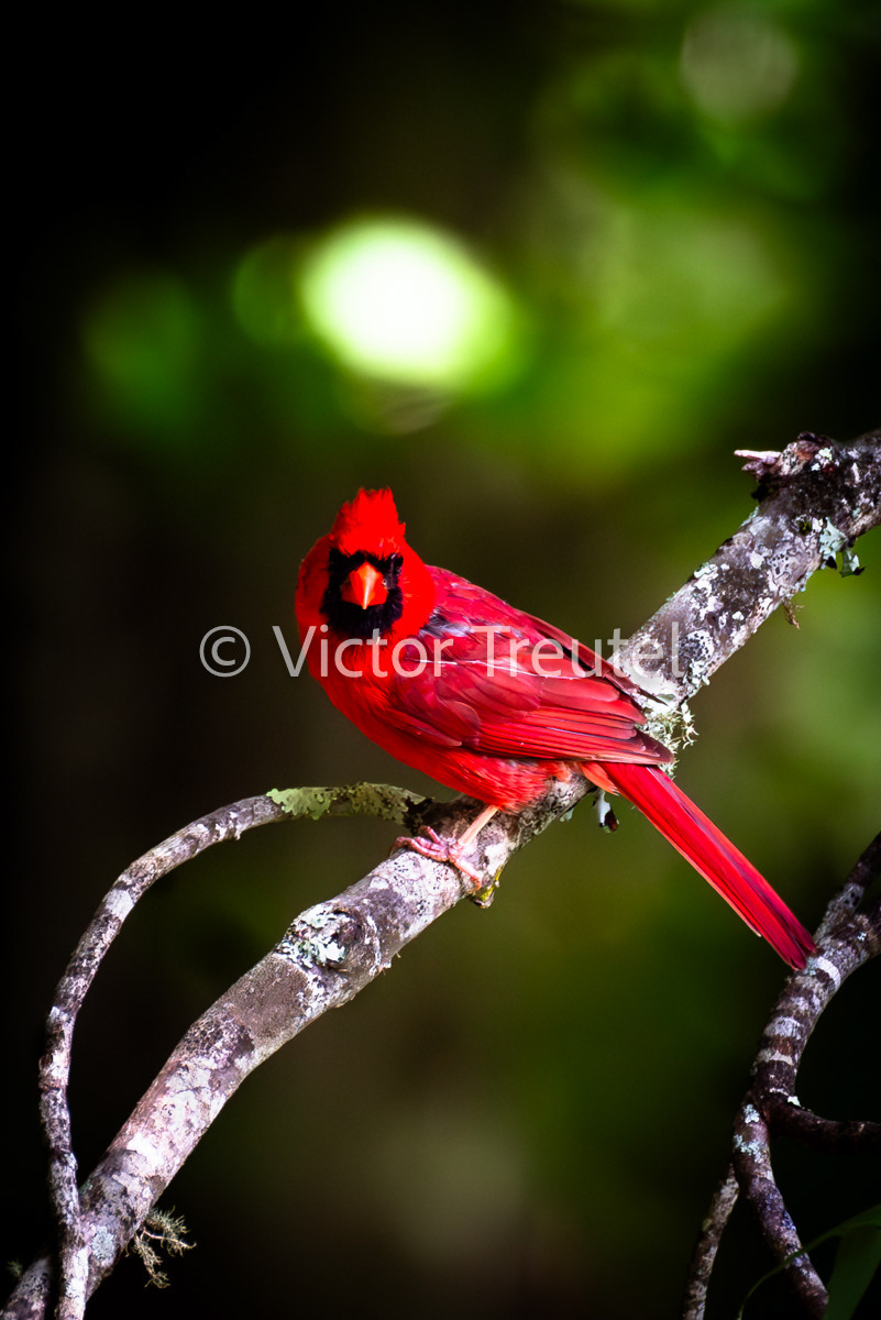 Cardinal