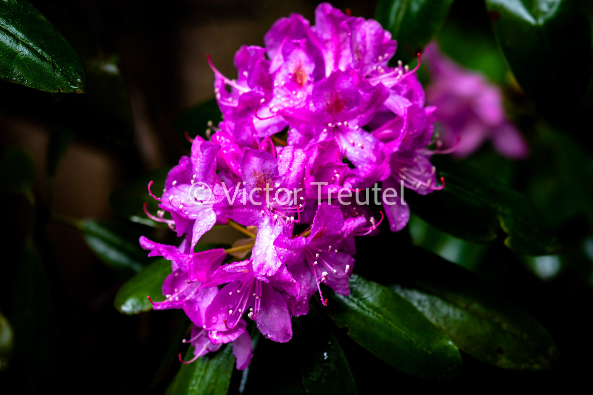Rhododendron