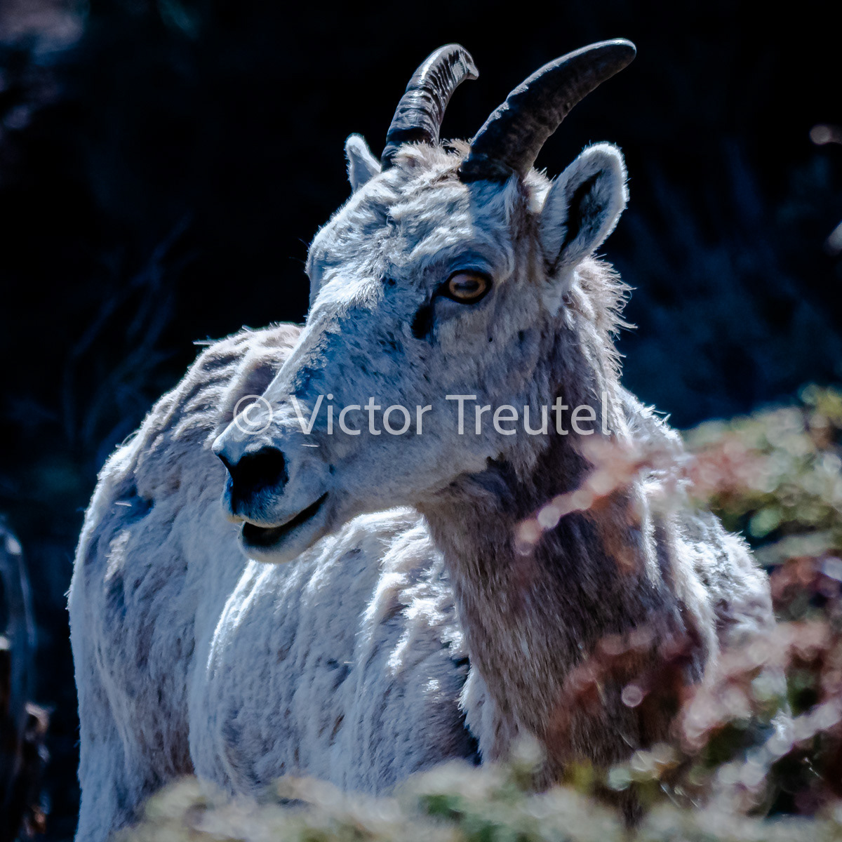 Mountain Goat