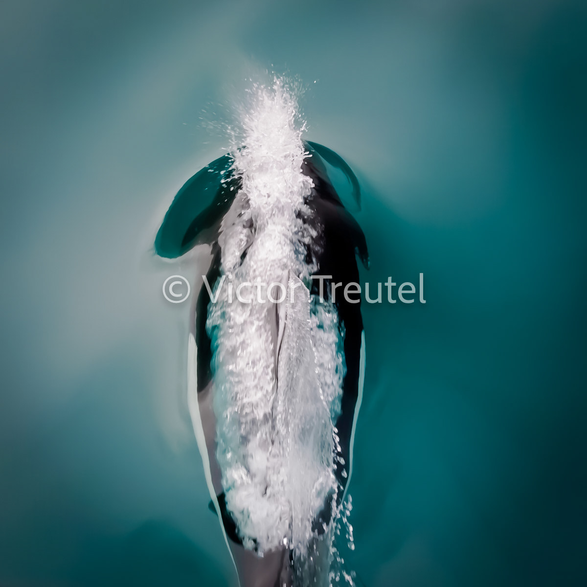 Dahl Porpoise