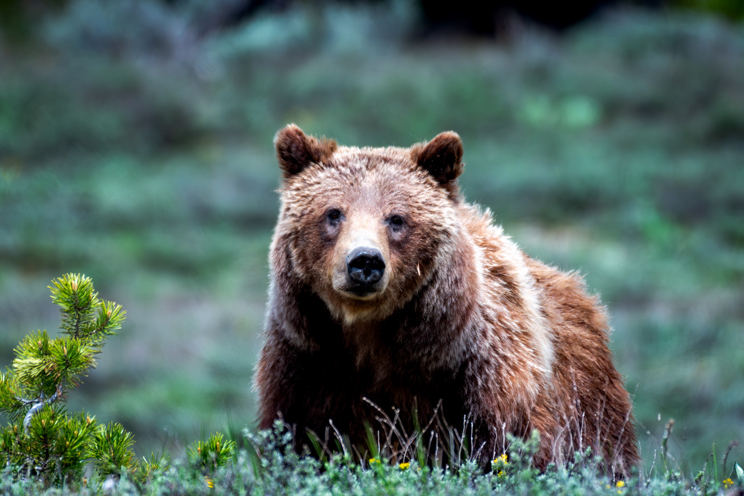 Grizzly 399
