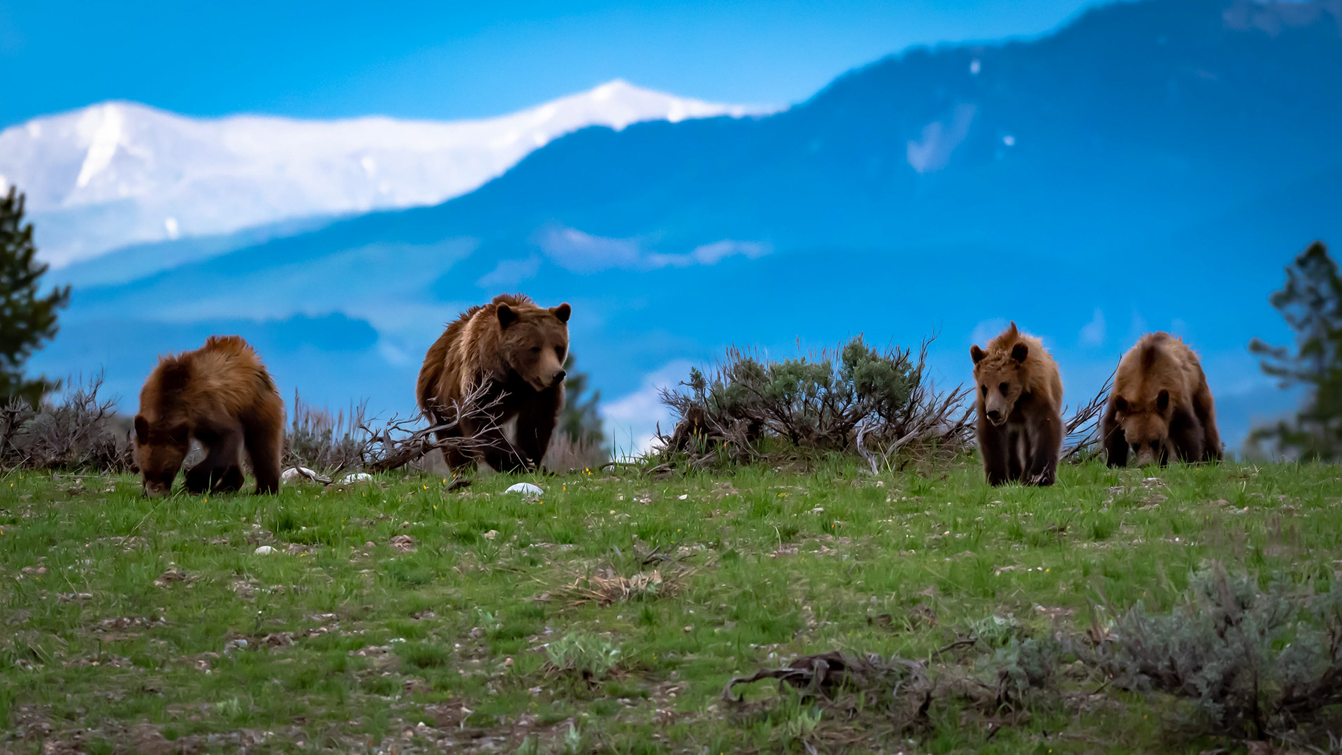 Grizzly 399 with cubs