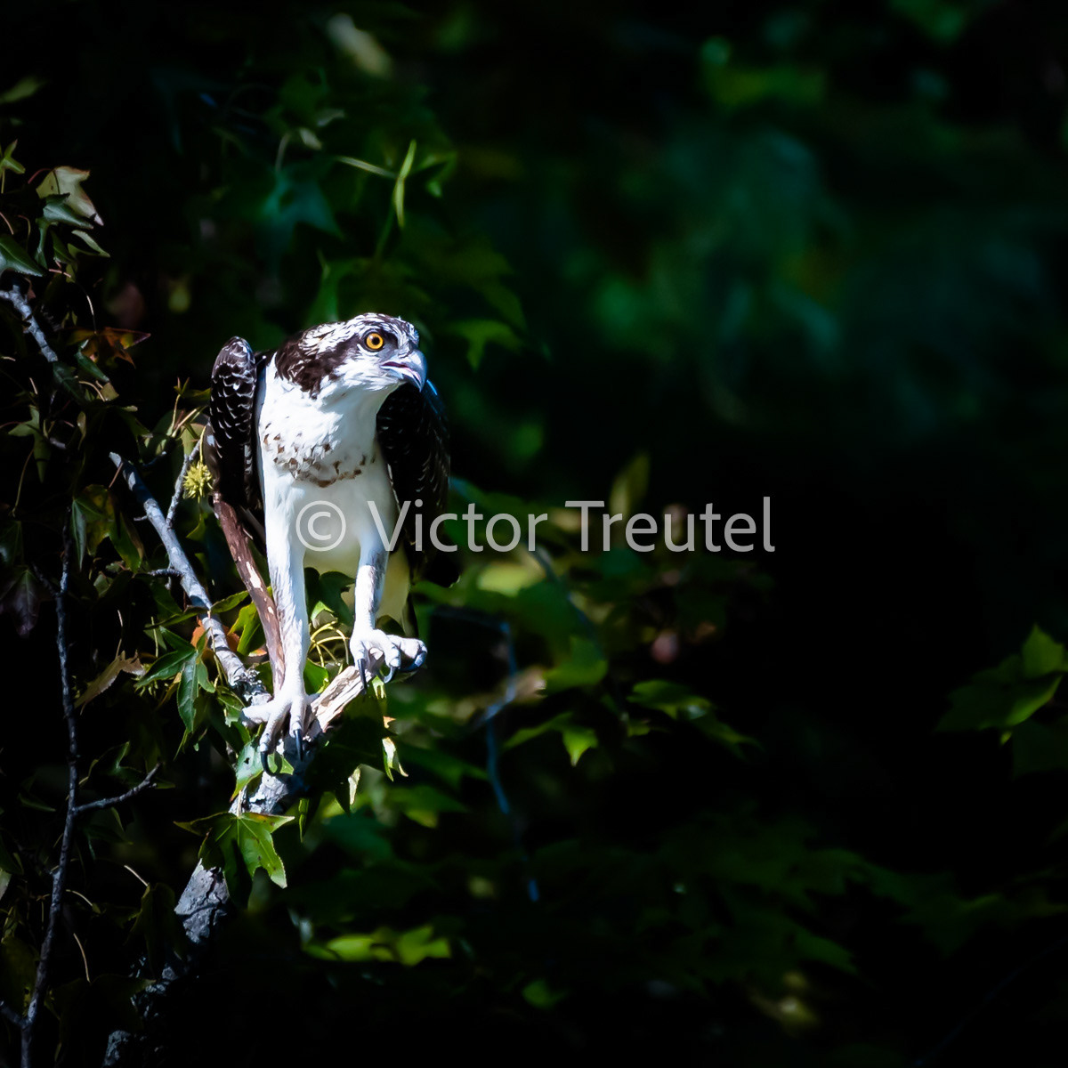 Peregrine