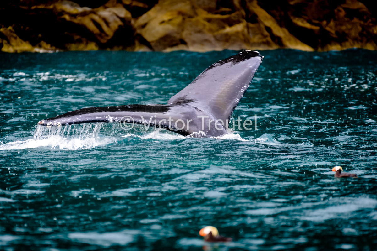 Whale Tail