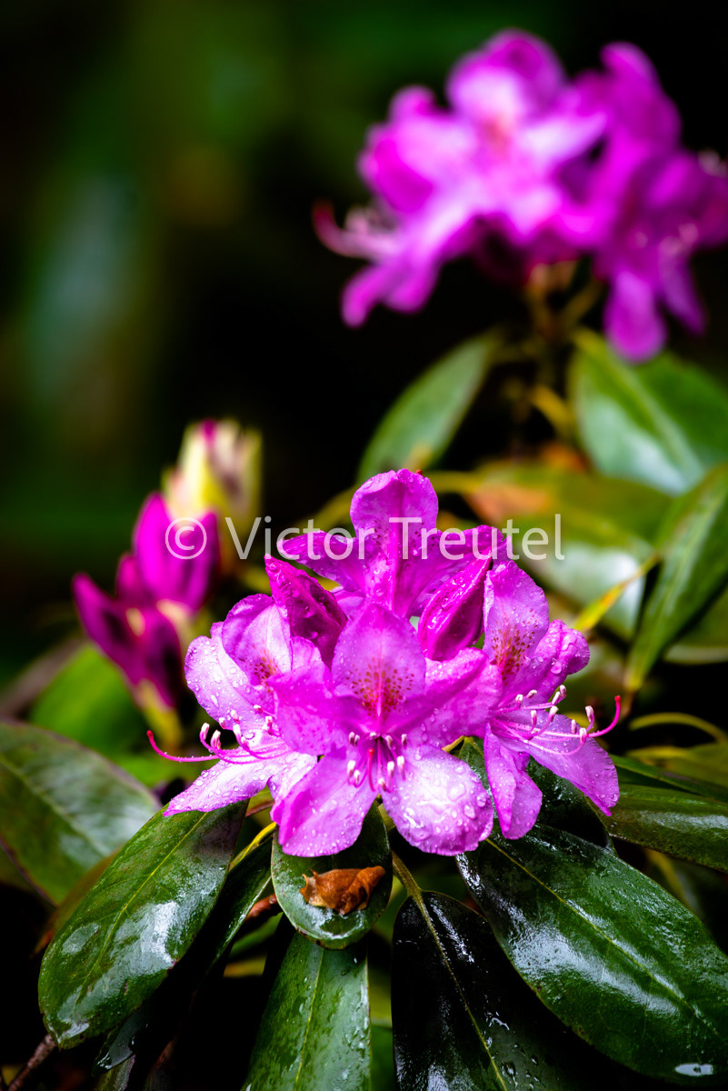 Rhododendron 2