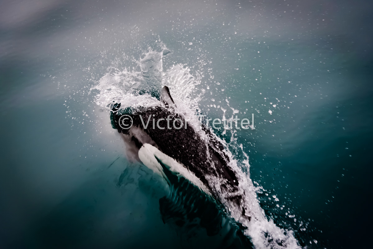 Dahl Porpoise Splash