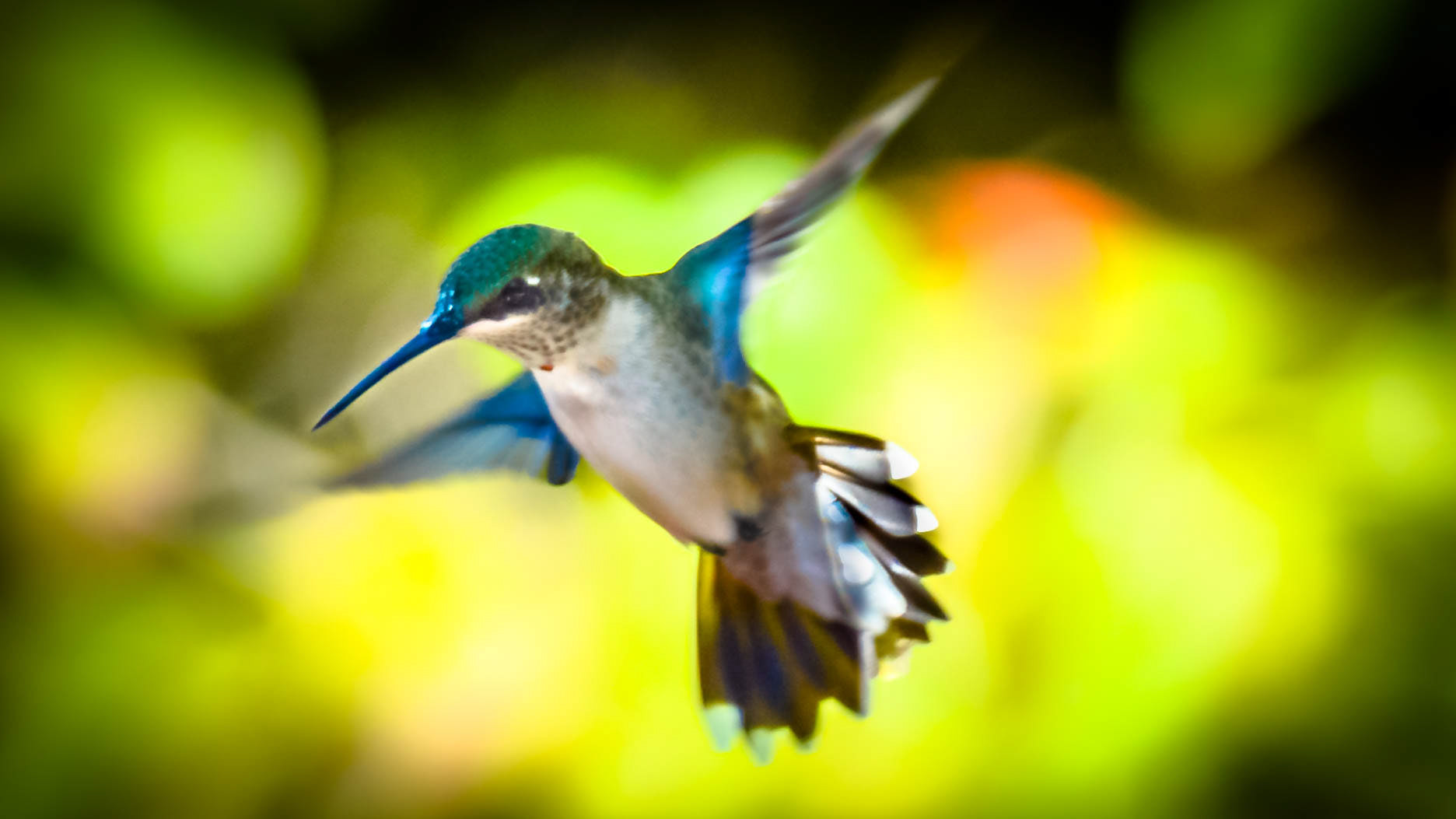 Hummingbird in Flight