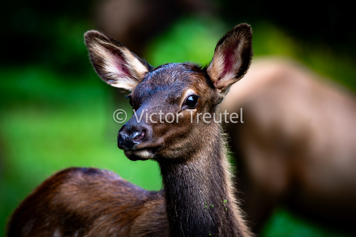 The Yearling