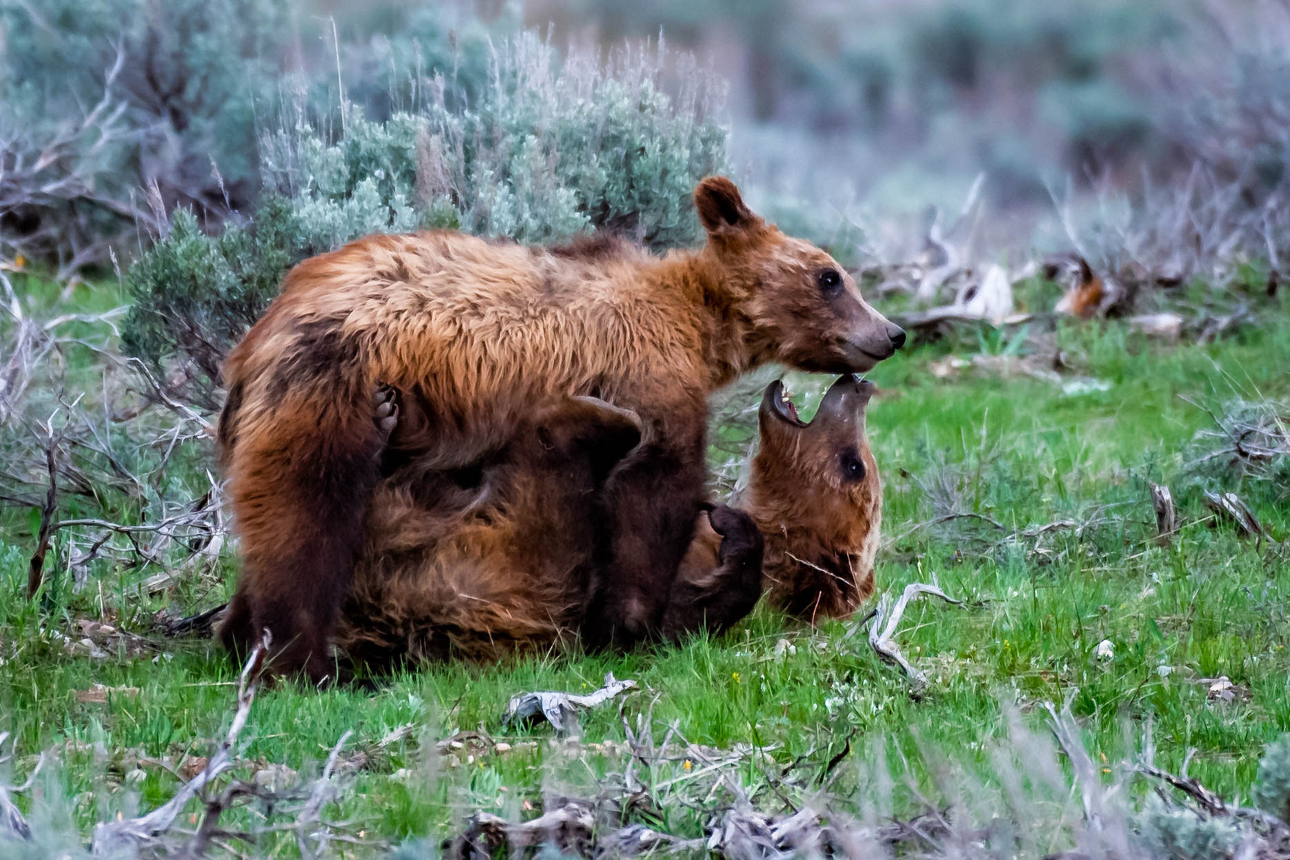 Grizzly Cubs at Play