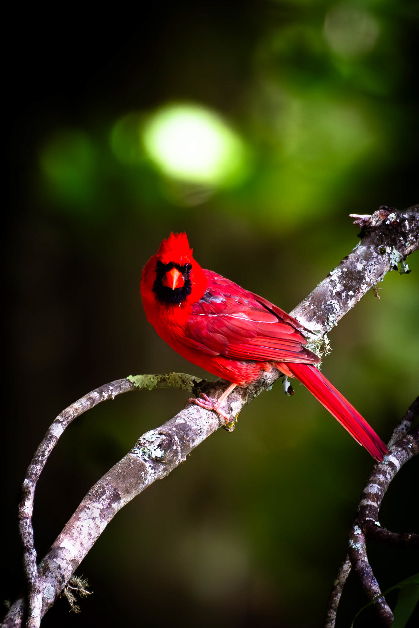 Red Cardinal