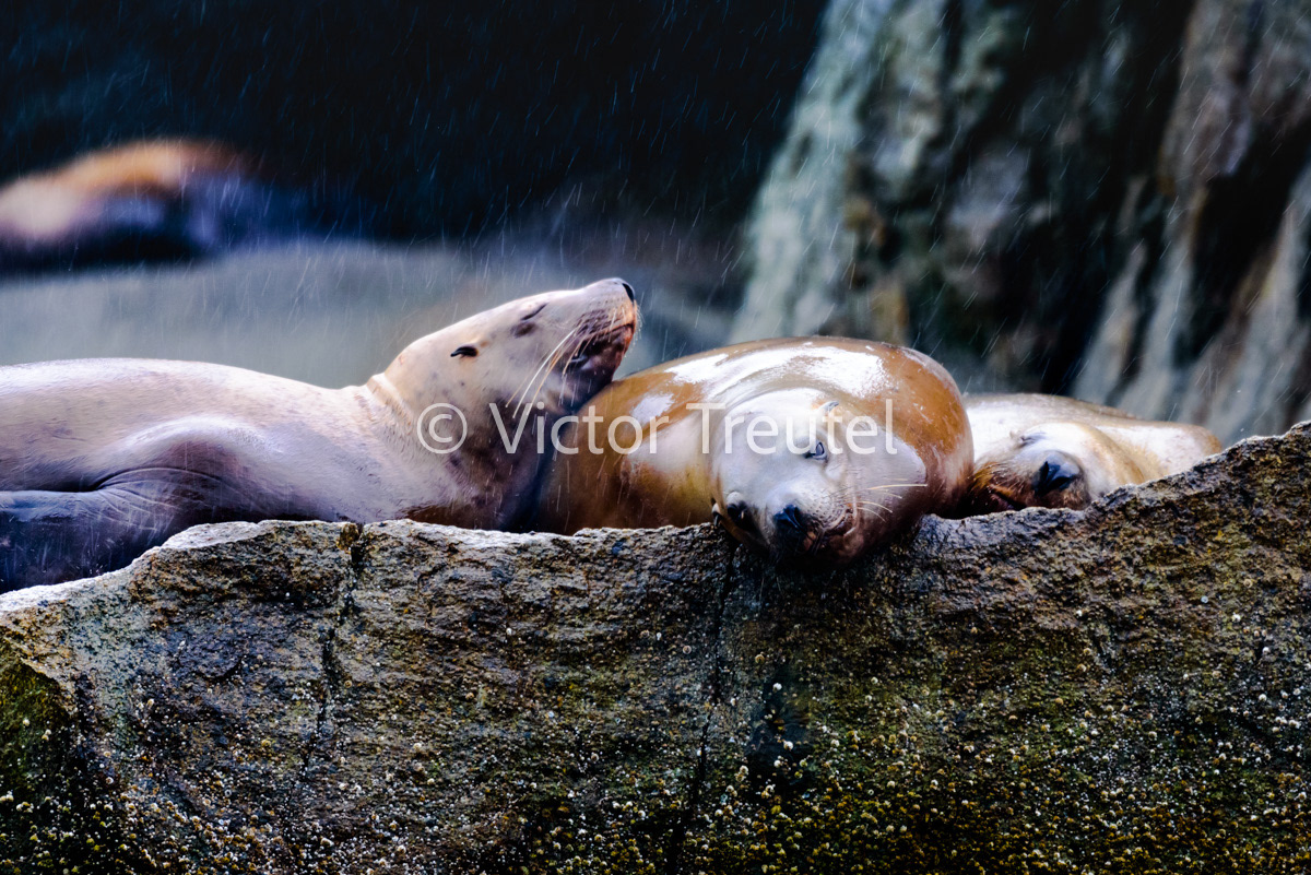 Lounging in the Rain