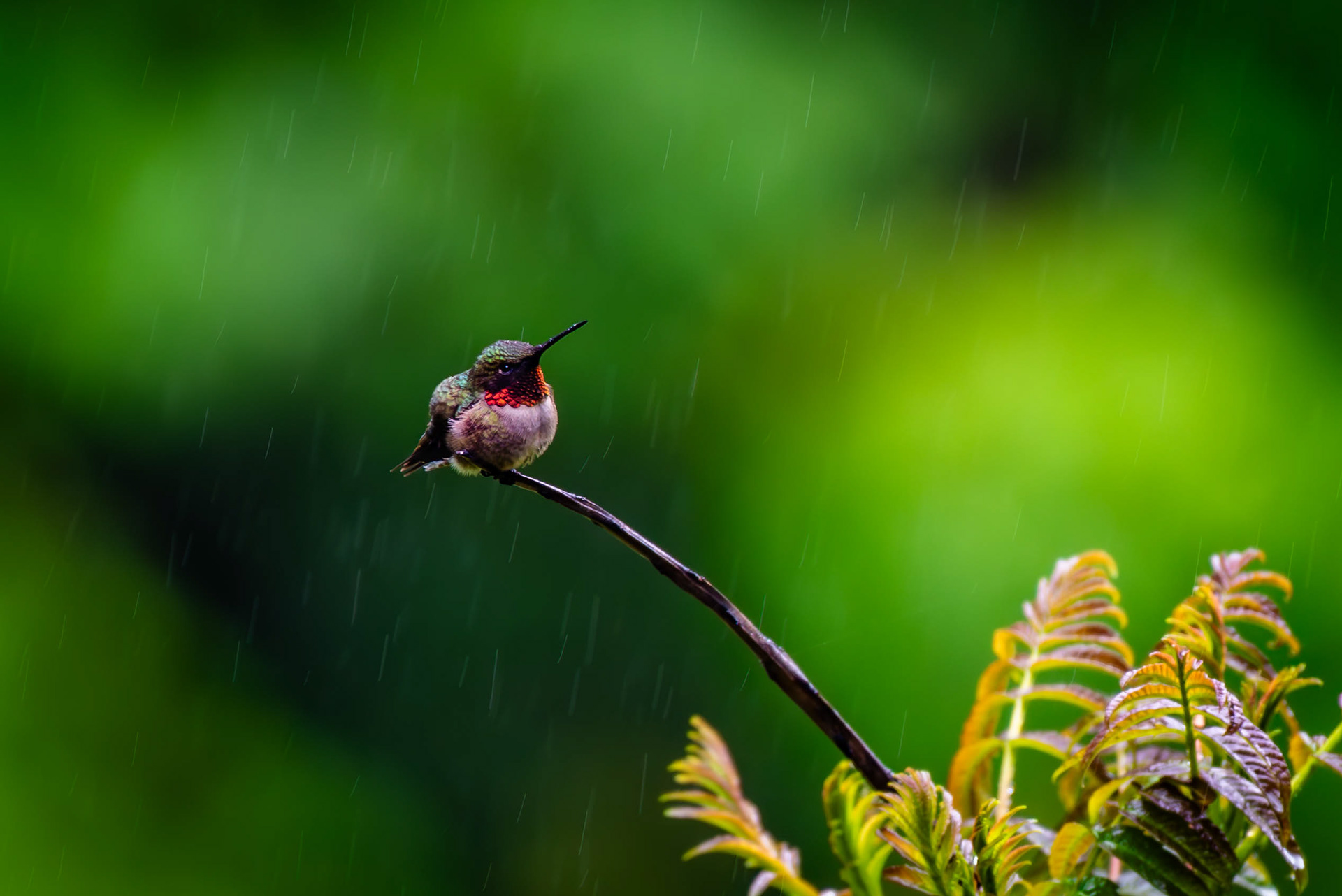 Hummingbird in the Rain