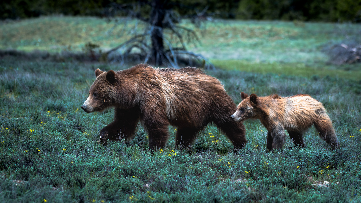 Grizzly 399 with cub