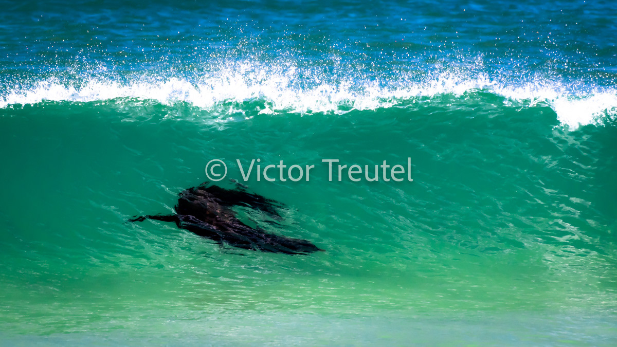Sea Lion in Wave