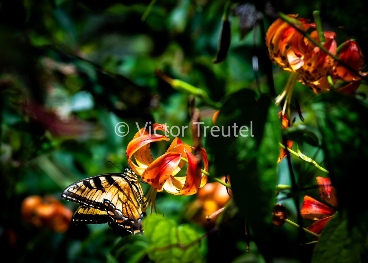 Butterfly on Tiger Lilly