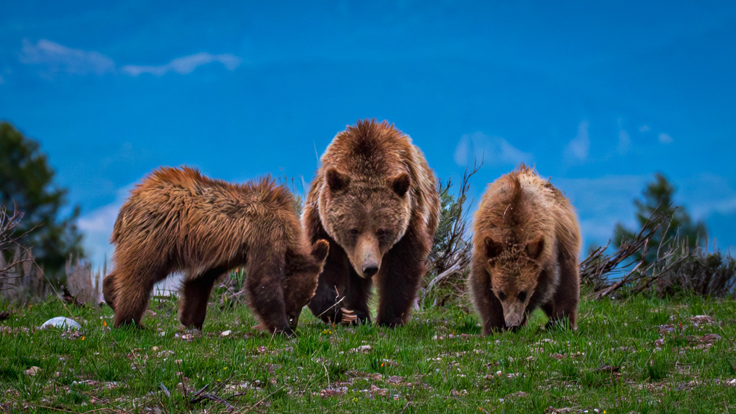 Grizzly 399 with cubs