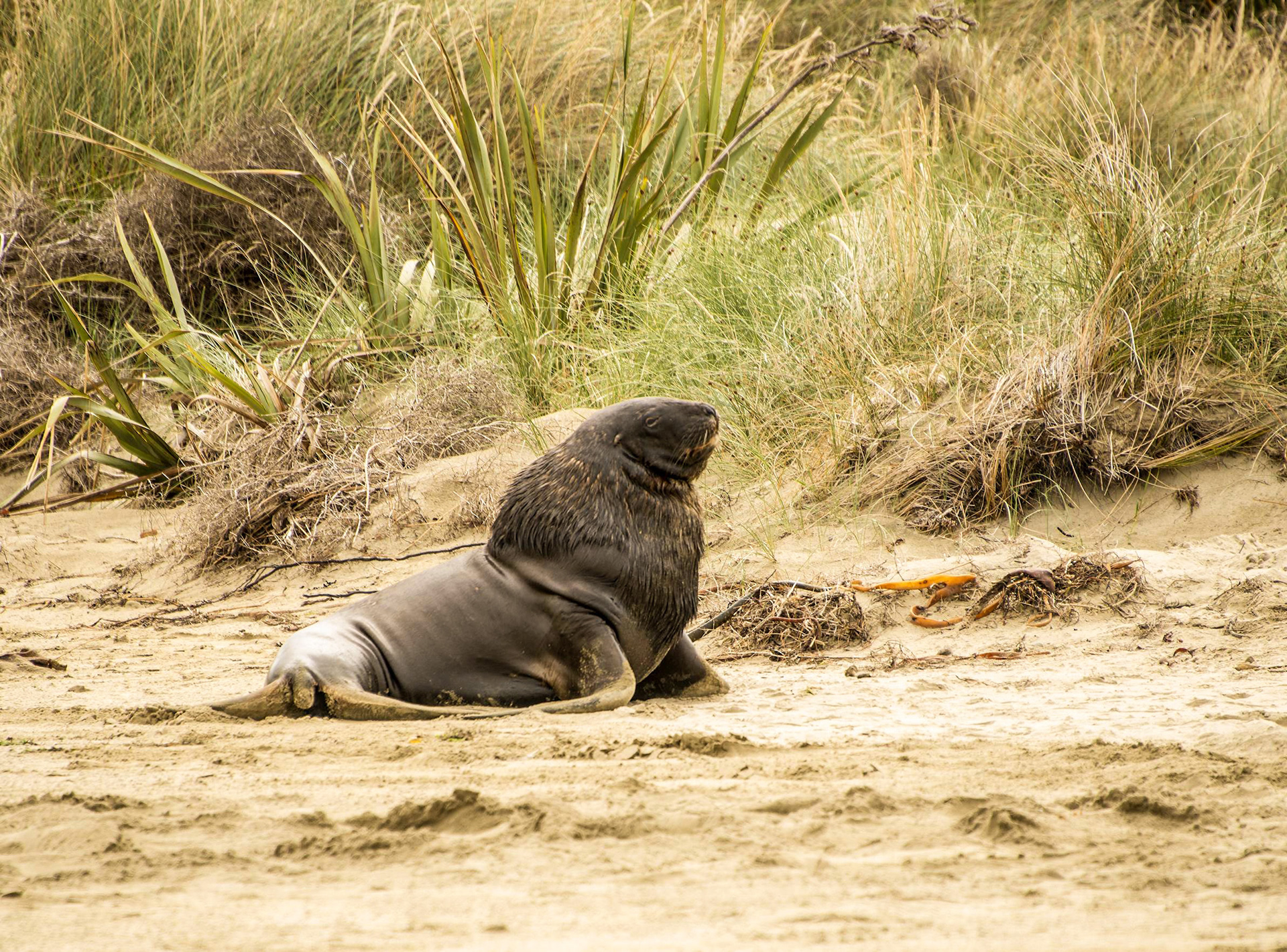 NZ Sea Lion, The Catlins