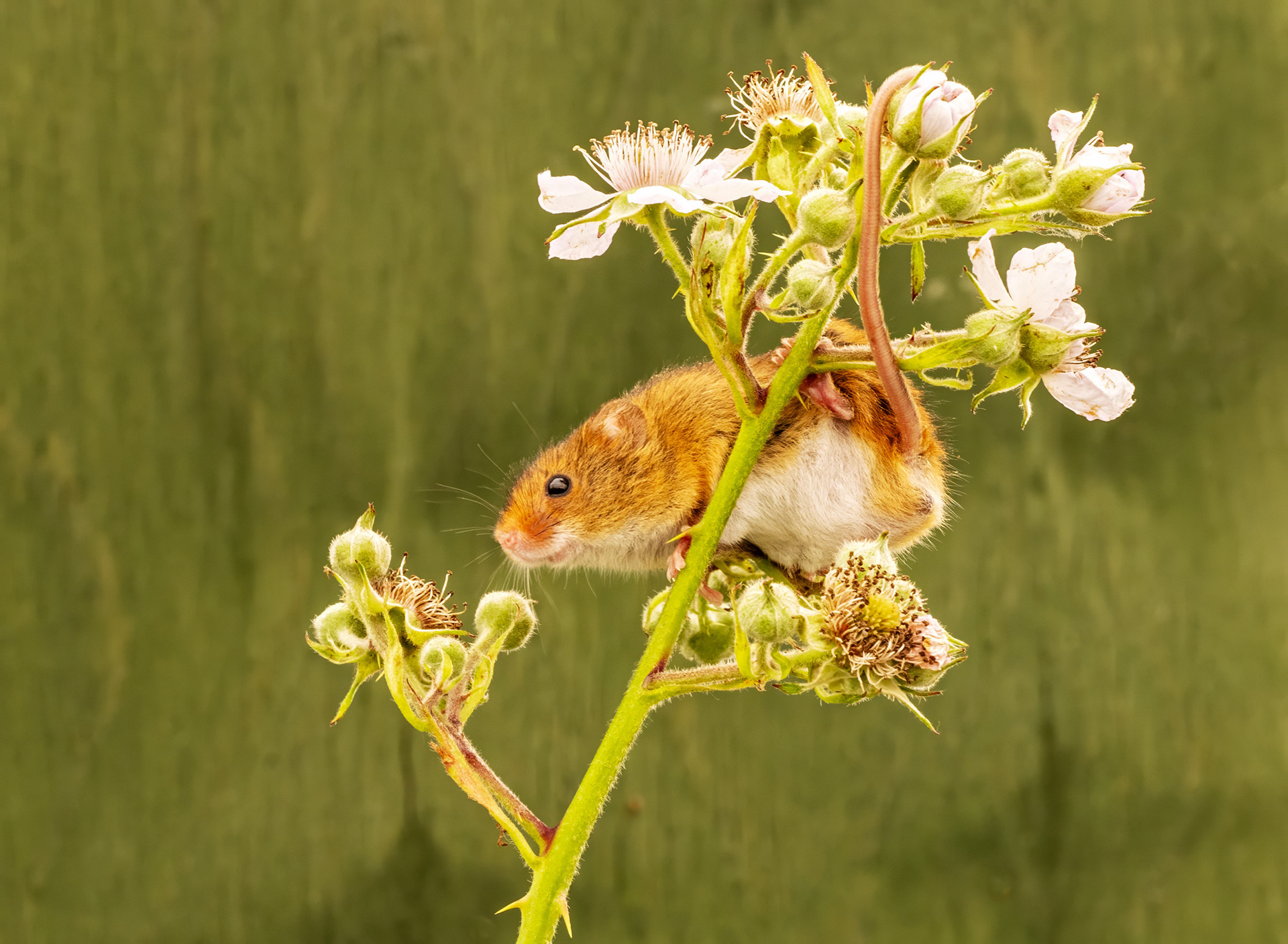 Harvest Mouse