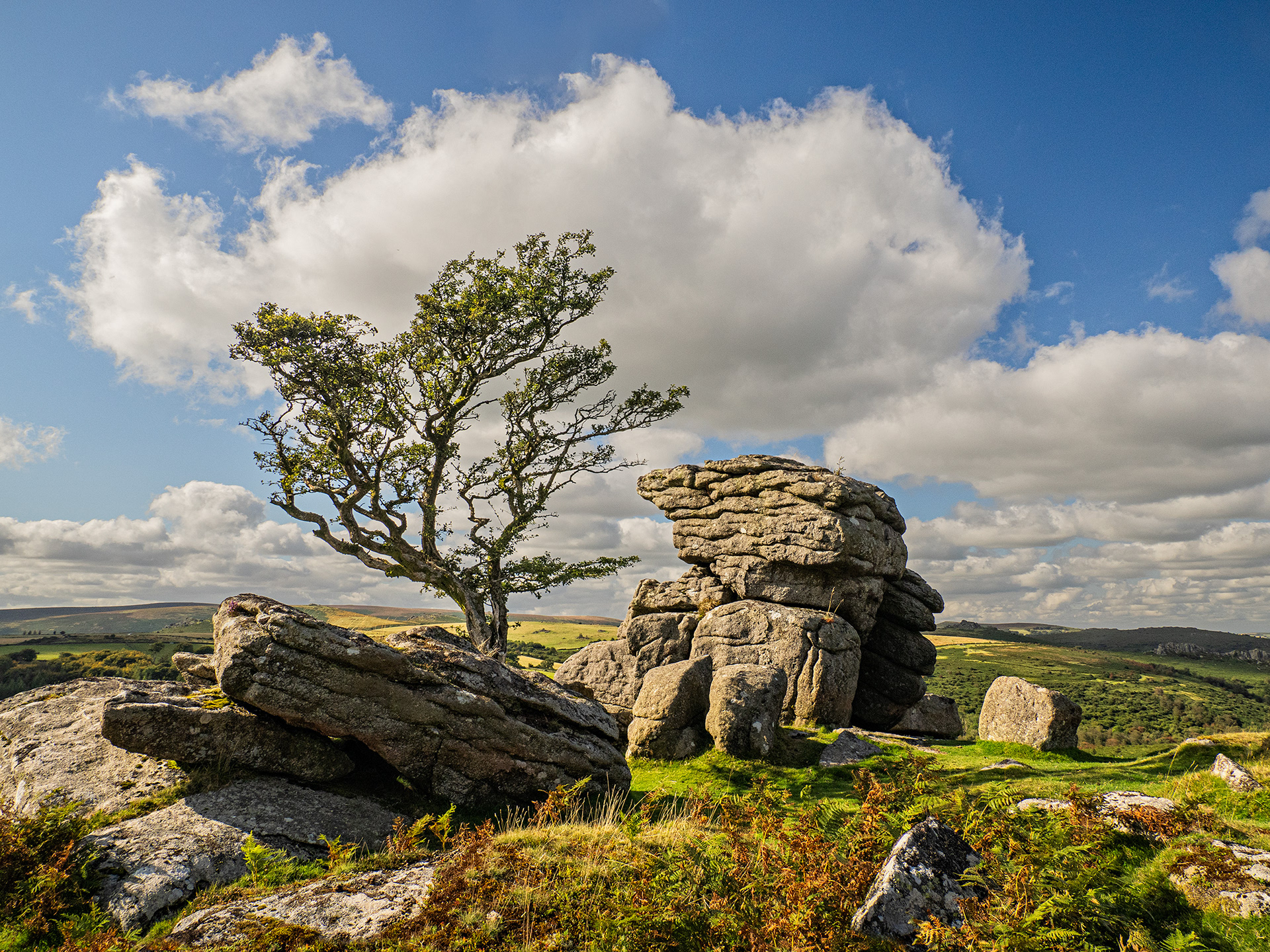 Hawthorn at Emsworthy Rocks