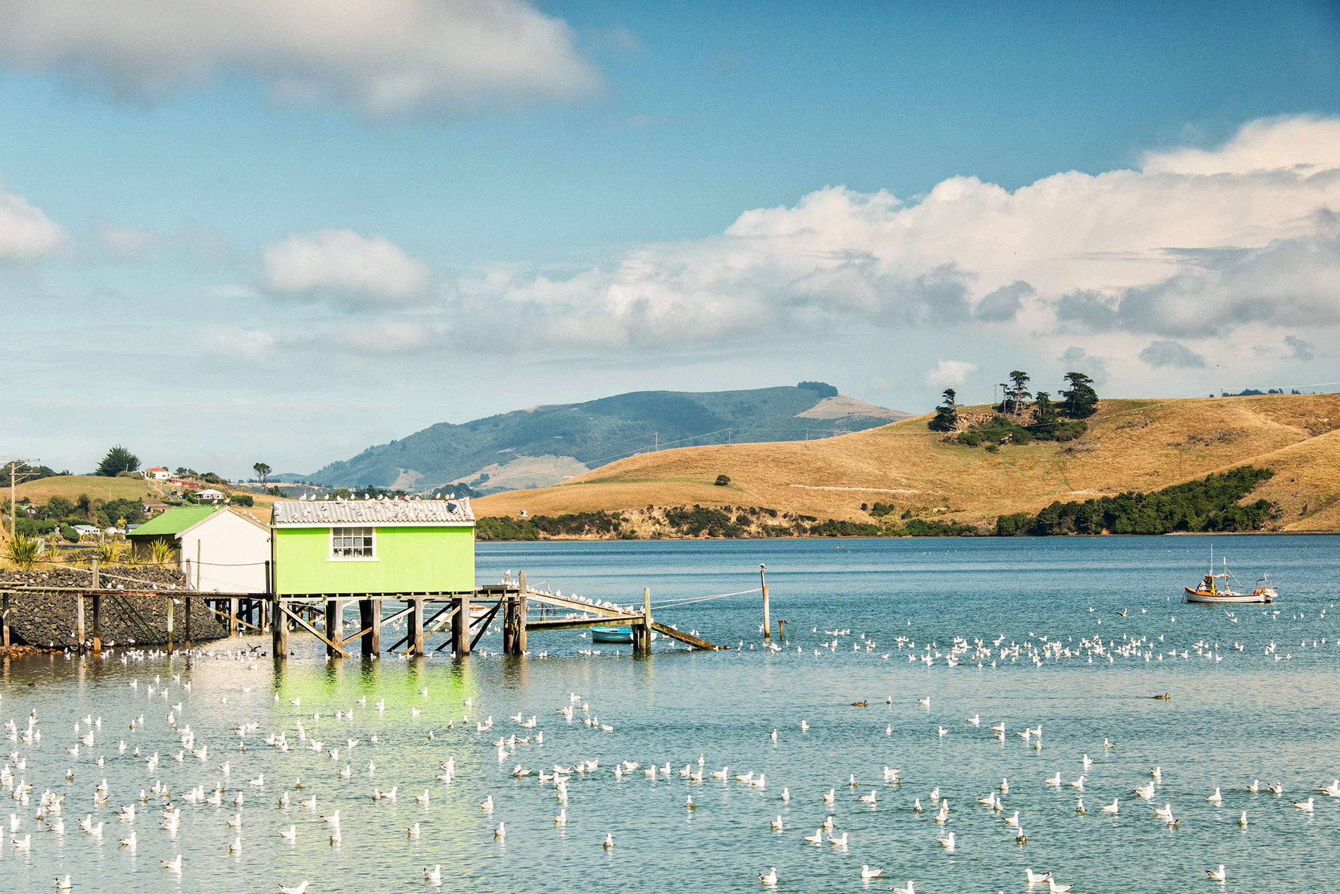 Portobello, Dunedin