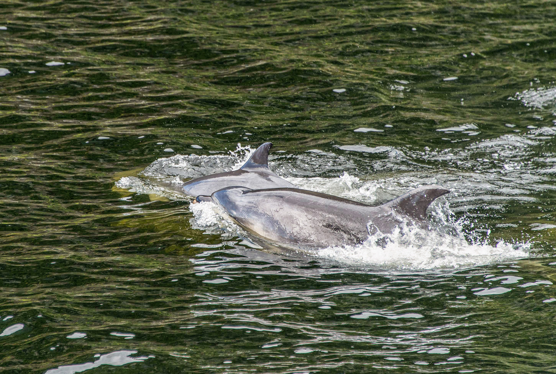 Doubtful Sound Dolphins