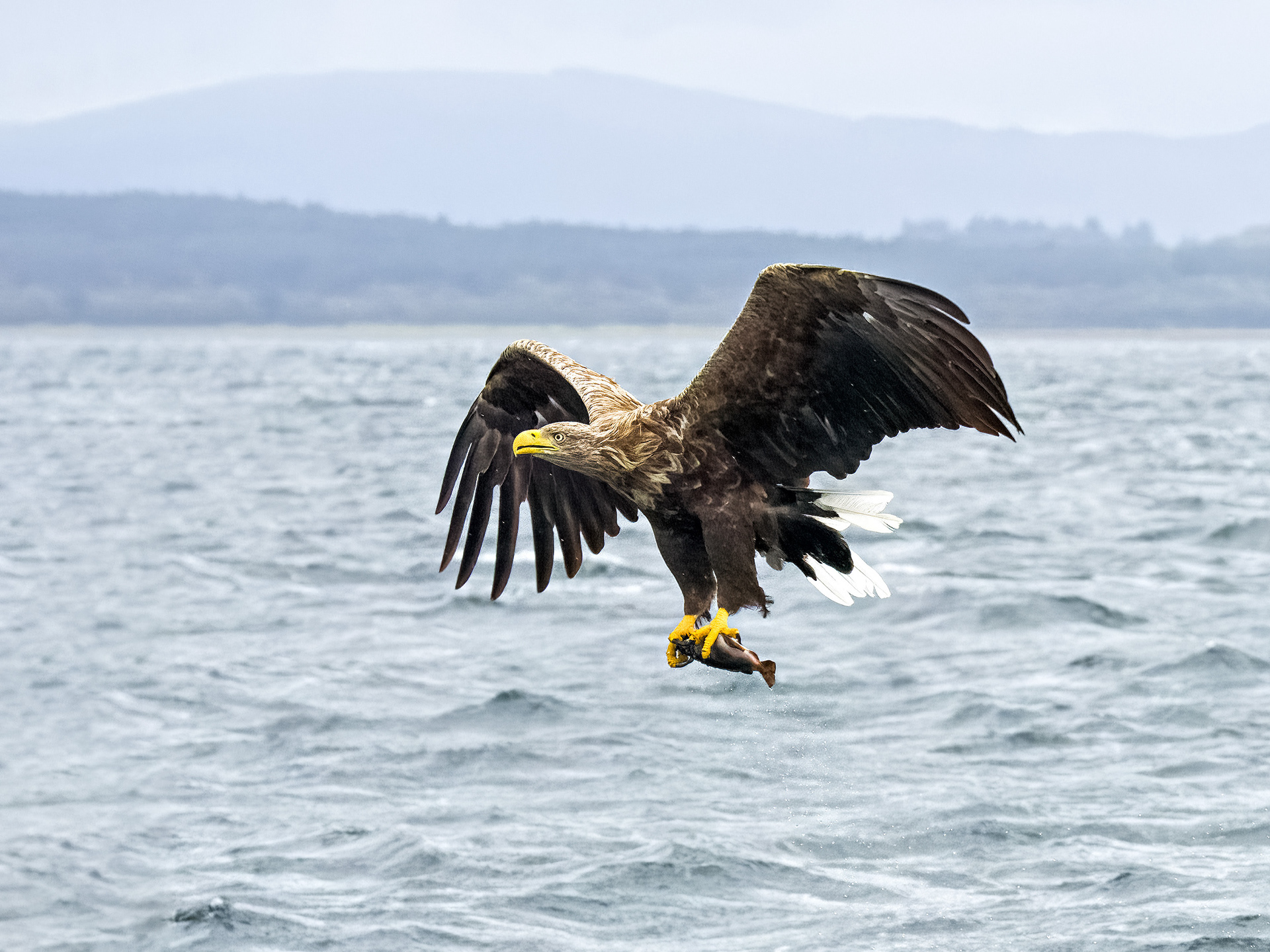 White-tailed Sea Eagle #2