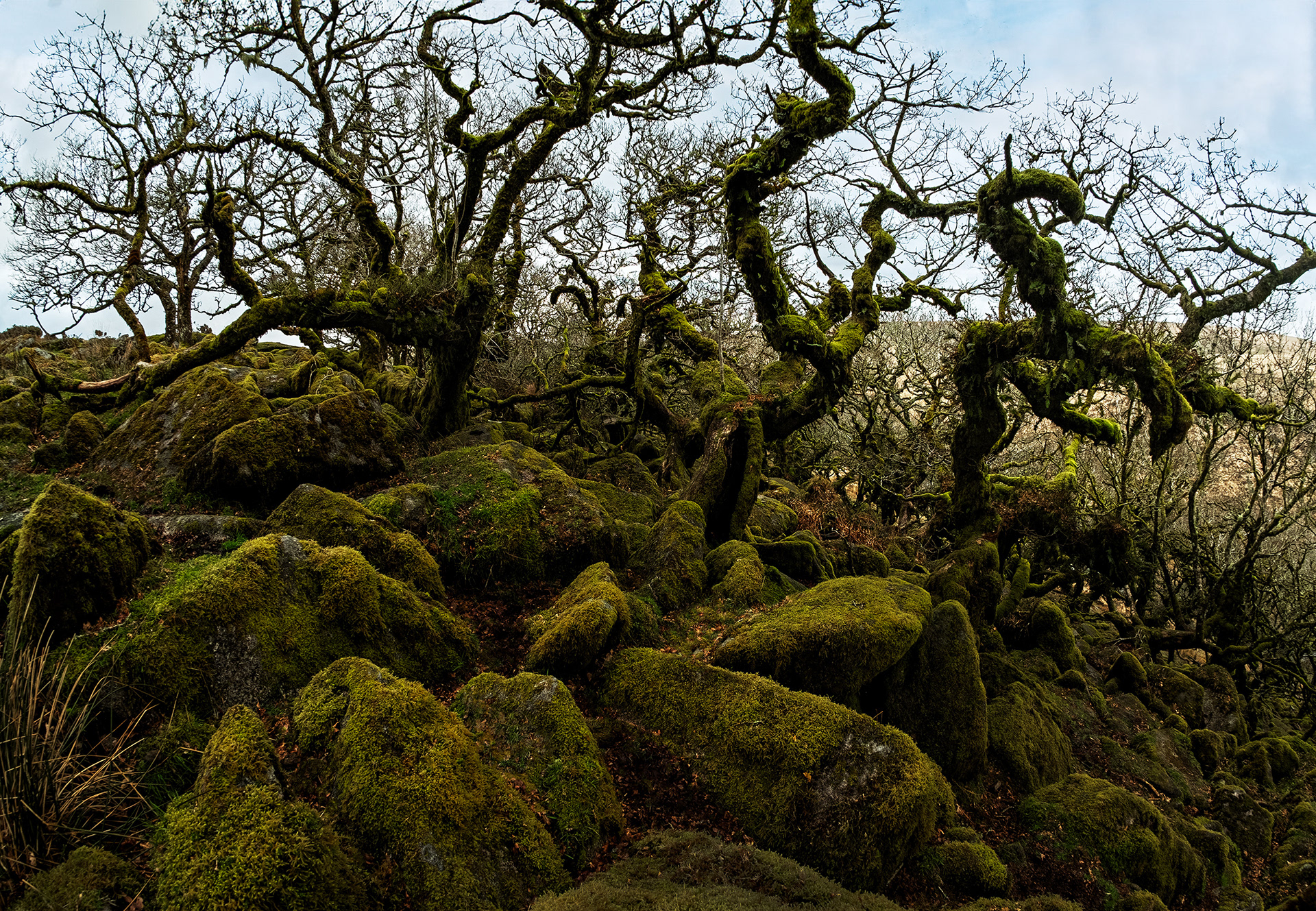 Wistman's Wood