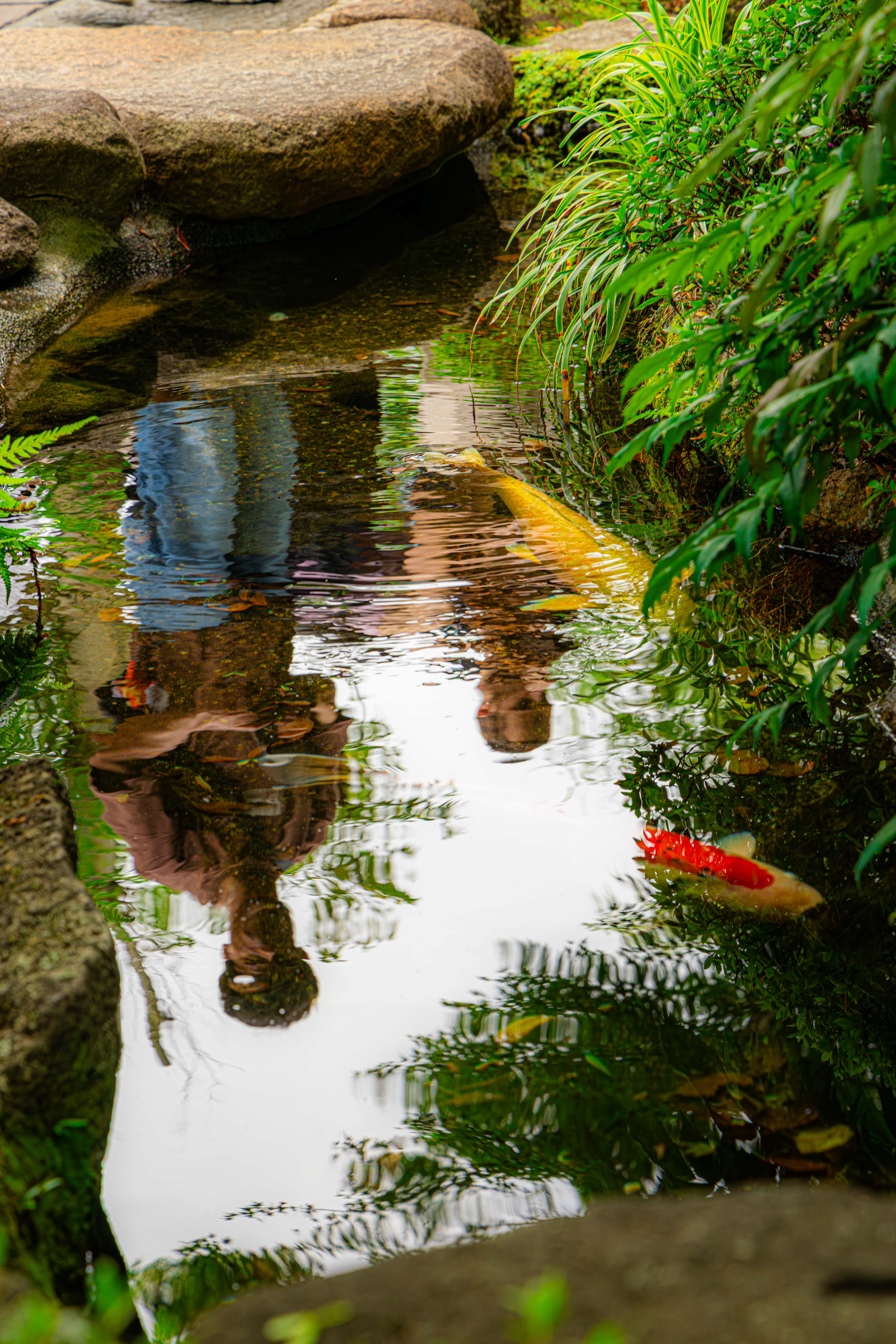 Fishes and Reflections