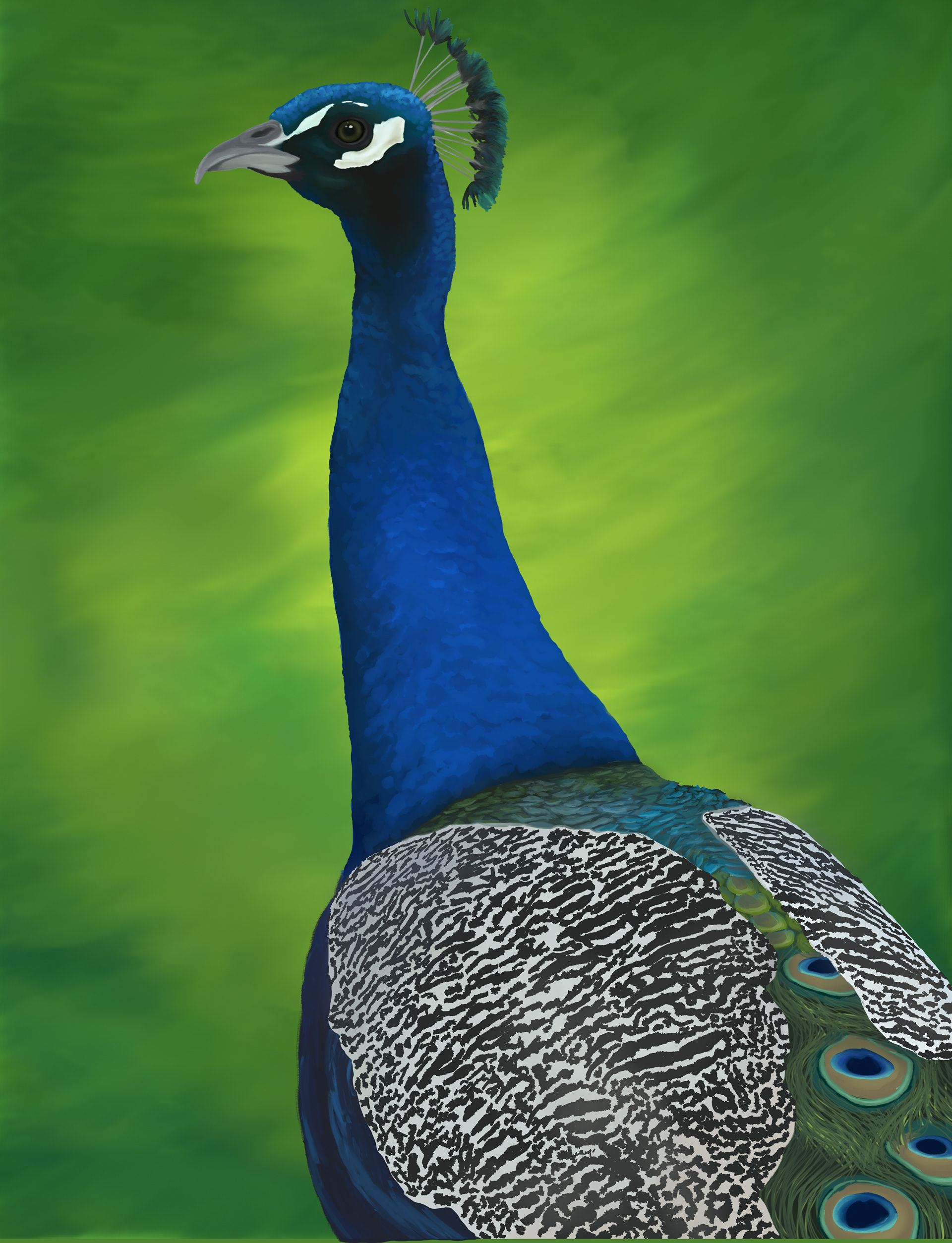 Peacock