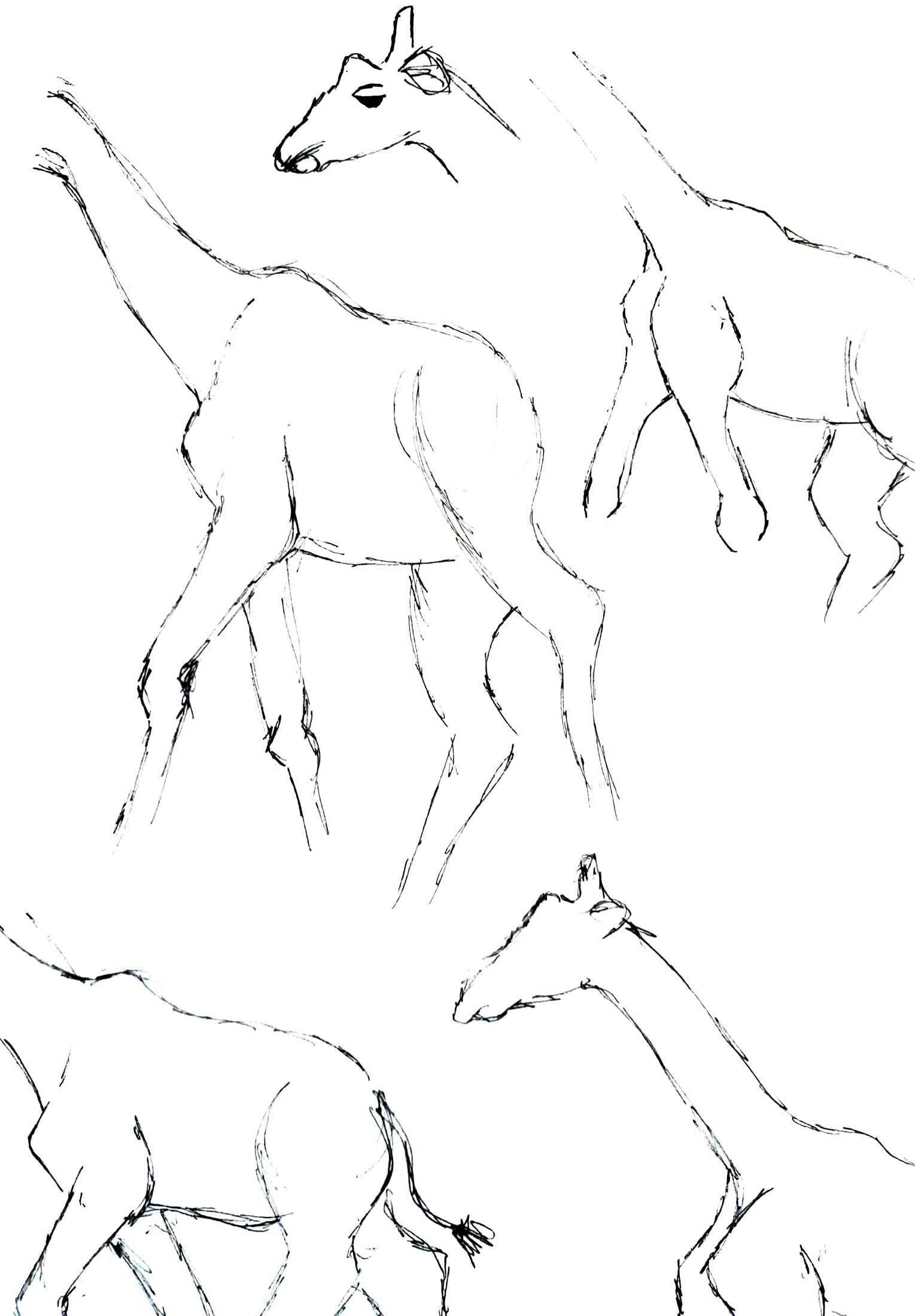 Giraffes 2