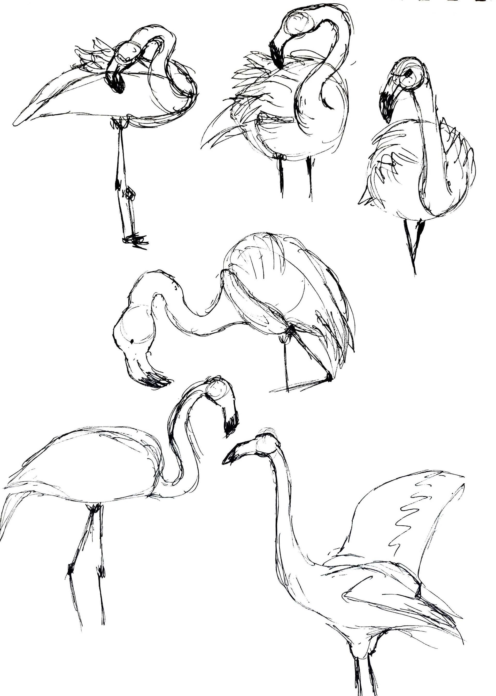 Flamingos