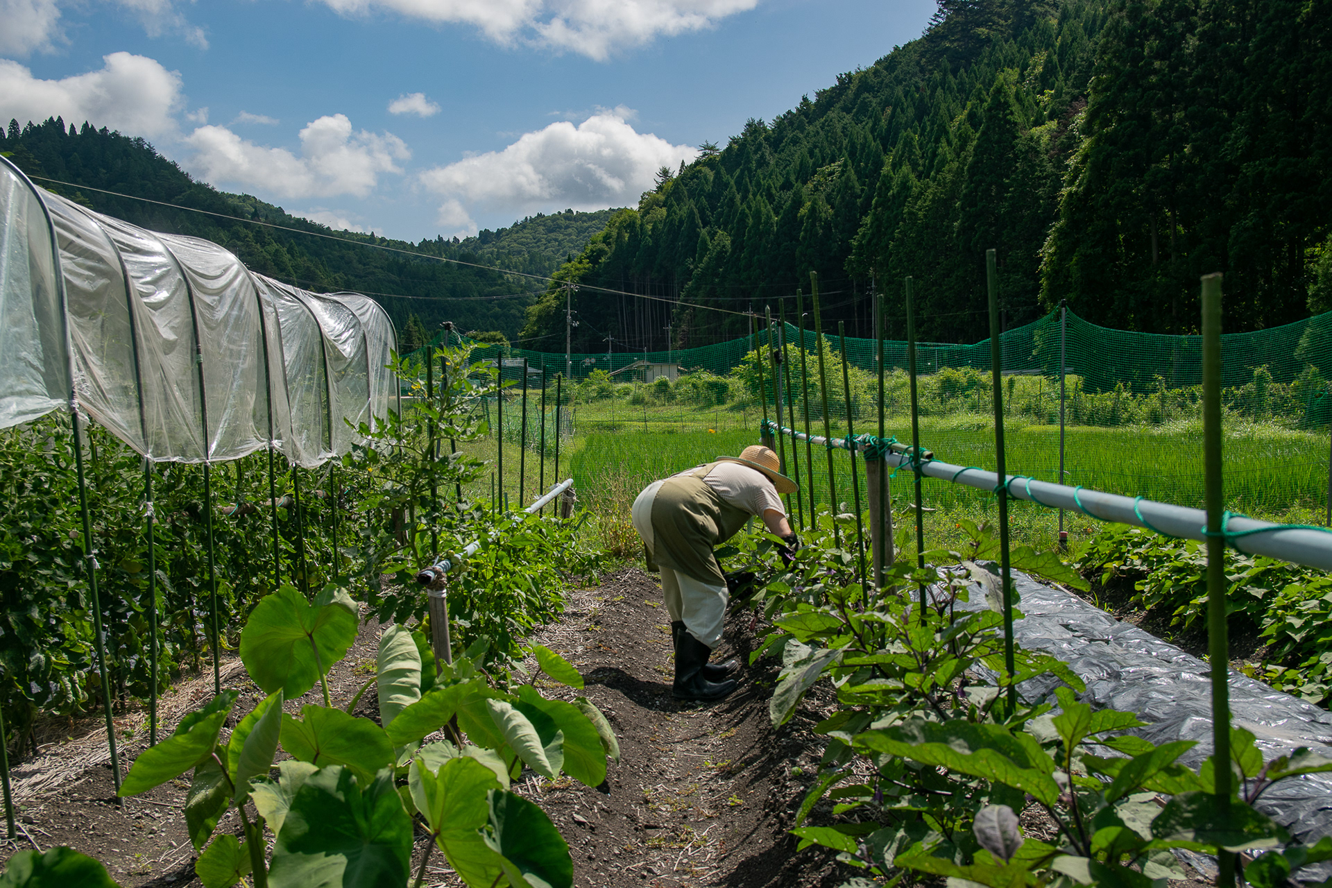My grandparents take care of their vegetable garden every day, whether it’s hot or cold.